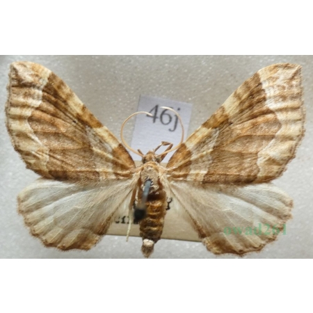 Pelurga comitata (Linnaeus, 1758) Paśnik maczyniak Czech46j
